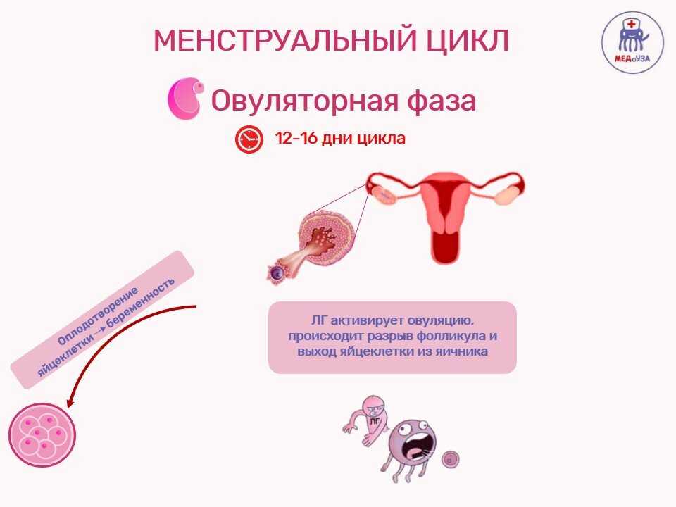 Врач гинекологэндокринолог Тамилла Мамедова  объясняет, как правильно использовать средства гигиены в том числе и менструальную чашу, и рассказывает, как ПМС может приводить к депрессии