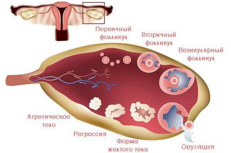 Задержка менструаций из-за физических нагрузок