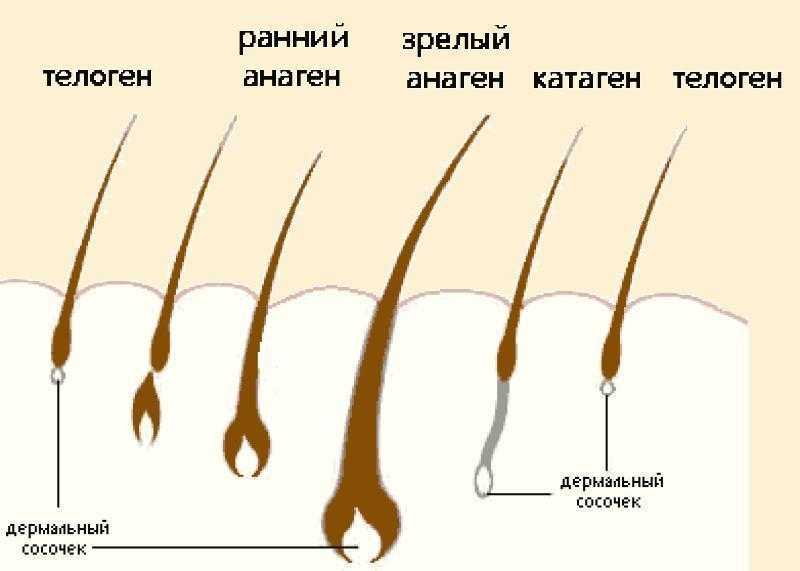 Как ускорить рост волос мужчине на голове. Рост волос по дням. Рост волос рыбка. Зависит ли глубина роста волос у рыжих. Сколько кутикулярных слоёв у волоса по националькости.