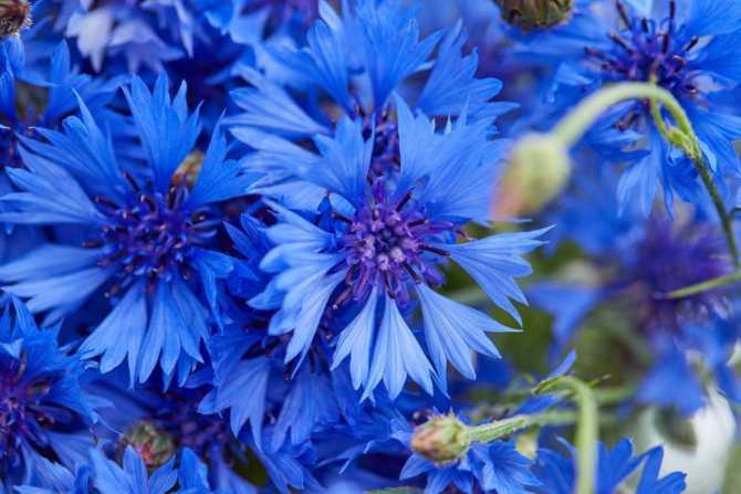 Сочетание цветов в одежде синий — 320 фото