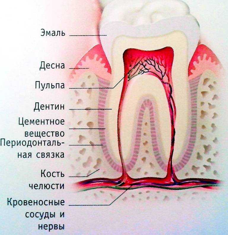 Что такое зажимы нижней челюсти