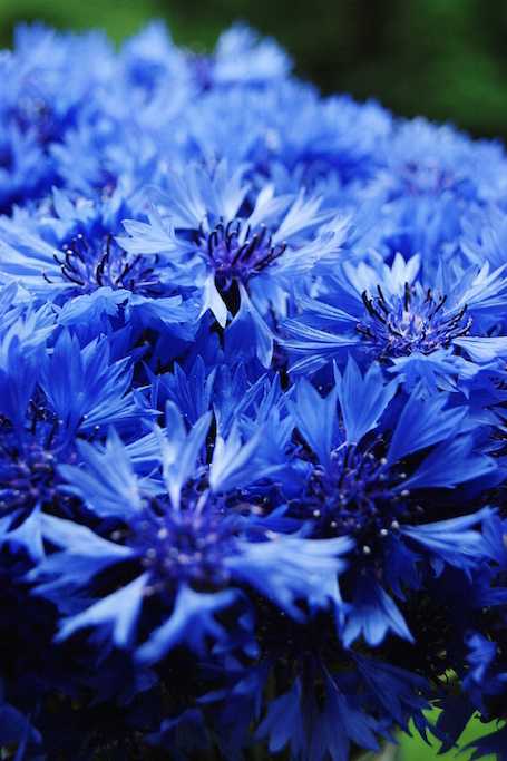 Синий цвет в одежде, сочетание с другими цветами, 20 фото