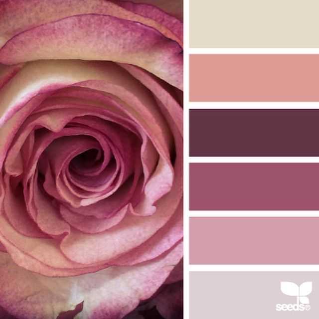 Как и с чем носить одежду цвета чайной розы Какой это цвет, какие бывают оттенки и как его сочетать с другими цветами, кому больше всего подойдет чайный и как его носить на работу или на праздник