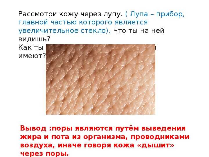 Практическая работа по биологии тема кожа. Кожа человека. Надежная защита кожи. Тема кожа. Текстура кожи.